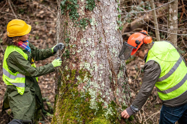 Pearl River, LA Tree Services Company