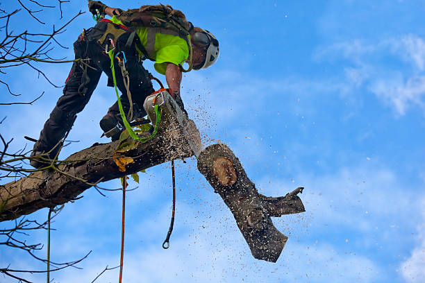 How Our Tree Care Process Works  in  Pearl River, LA